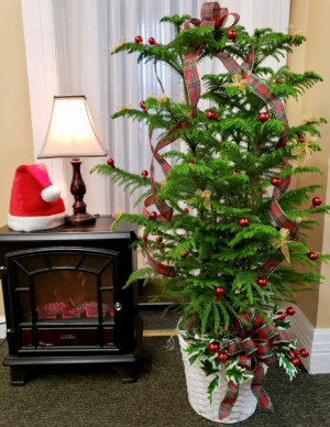 Norfolk Christmas in Springfield, IL | FLOWERS BY MARY LOU INC Norfolk Christmas in Springfield, IL | FLOWERS BY MARY LOU INC