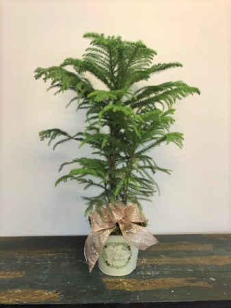 Norfolk Island Pine In Bluffton Sc Berkeley Flowers Gifts