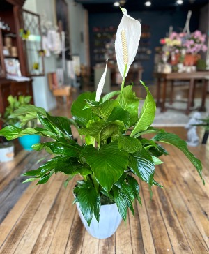 10" Peace Lily 