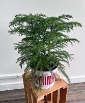 Norfolk Island Pine 