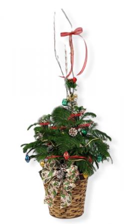 Norfolk Island Pine Decorated For Christmas House Plant In Hesperia Ca Acacia S Country Florist