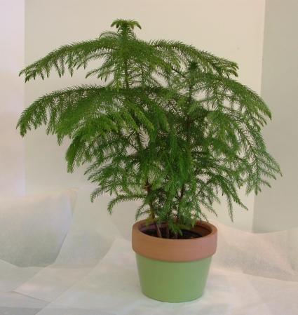 Norfolk Island Pine Green Plants