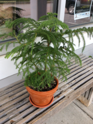 Norfolk Island Pine In A Terracotta Planter In Waterbury Vt Proud Flower