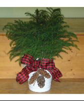 NORFOLK ISLAND PINE Indoor Plant