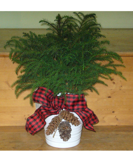 NORFOLK ISLAND PINE Indoor Plant