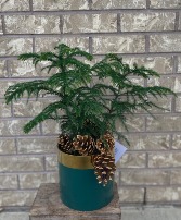 Norfolk Island Pine Indoor Plant