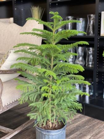 Norfolk Island Pine Plant
