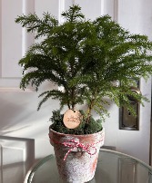 Norfolk Island Pine 