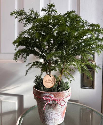 Norfolk Island Pine 