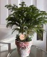 Norfolk Island Pine 