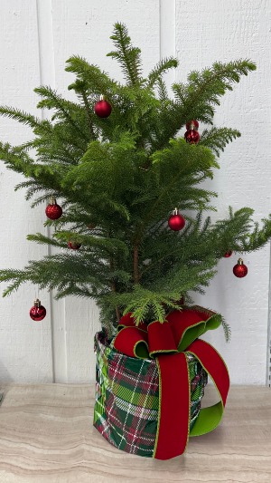 Norfolk Island Pine Tree 