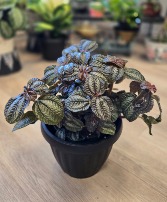 Norfolk Pilea 