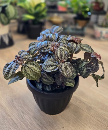 Norfolk Pilea in Owen Sound, ON | BLOEMERS FLOWERS & PLANTS Norfolk Pilea in Owen Sound, ON | BLOEMERS FLOWERS & PLANTS