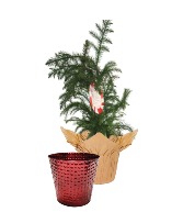 Norfolk Pine 4" Instant Gift FUNDRAISER