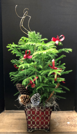 Norfolk Pine Christmas