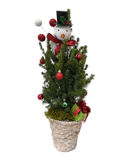 Norfolk Pine Christmas Tree Basket