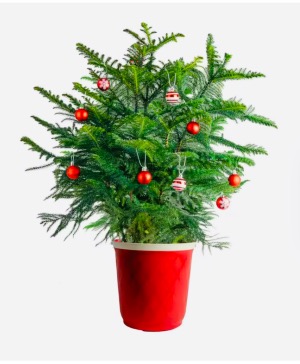 Norfolk Pine Christmas Tree Holiday Plant