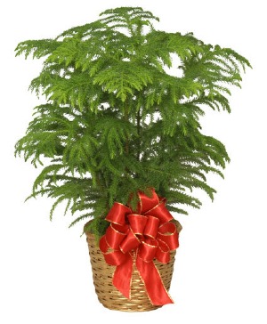 Norfolk Pine Dressed with Holiday Bow 