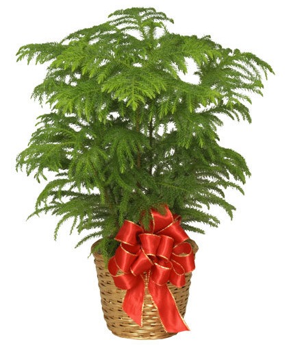 Norfolk Pine Dressed with Holiday Bow 