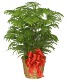 Norfolk Pine Dressed with Holiday Bow 