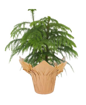 Norfolk Pine 6" Potted Plant FUNDRAISER