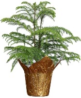 Norfolk Pine Green Plant