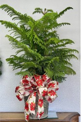 Norfolk Pine House Plant