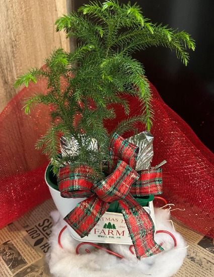 Norfolk Pine in Collectible Tin Sleigh Planter