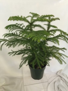 Norfolk Pine Indoor/Patio Plant