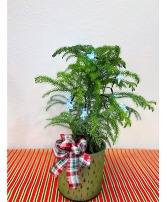 Norfolk Pine Live Tree 