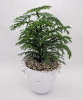 Norfolk Pine Plant