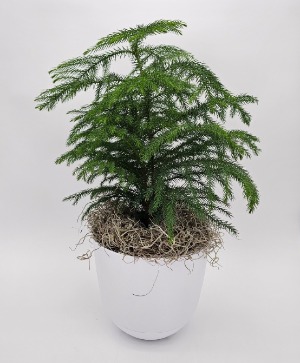 Norfolk Pine Plant