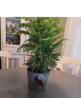 Norfolk Pine Plant