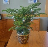 Norfolk Pine Plant