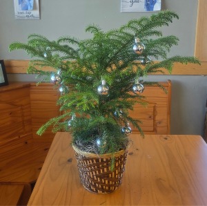 Norfolk Pine Plant