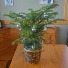 Norfolk Pine Plant