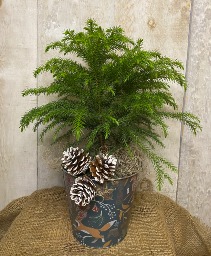 Norfolk Pine Potted tropical plant