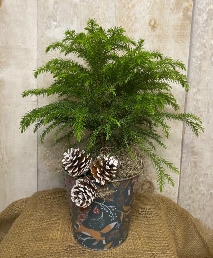 Norfolk Pine Potted tropical plant