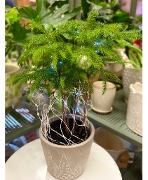 Norfolk Pine Tree Set House/Office Plant