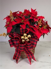 Northwoods Noel Poinsettia 