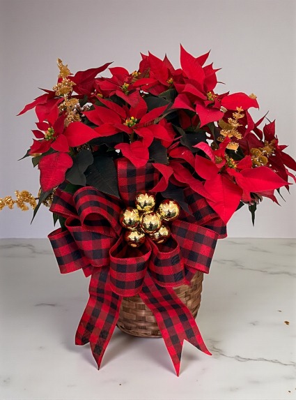 Northwoods Noel Poinsettia 