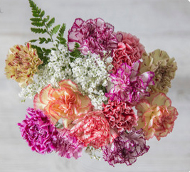 Novelty Carnations - Wrapped Bouquet 