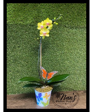 NOVELTY ORCHID WITH BUTTERFLY 
