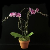 Phalaenopsis Orchid Plant in Pot Plant & Pottery