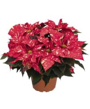 Novelty Poinsettia 