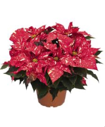 Novelty Poinsettia 