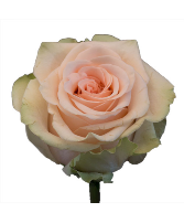 Peach Salma  Rose Rose Arrangement