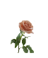 NUDE  Rose Rose Arrangement