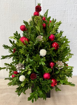 O Christmas Tree Cut Boxwood Tree