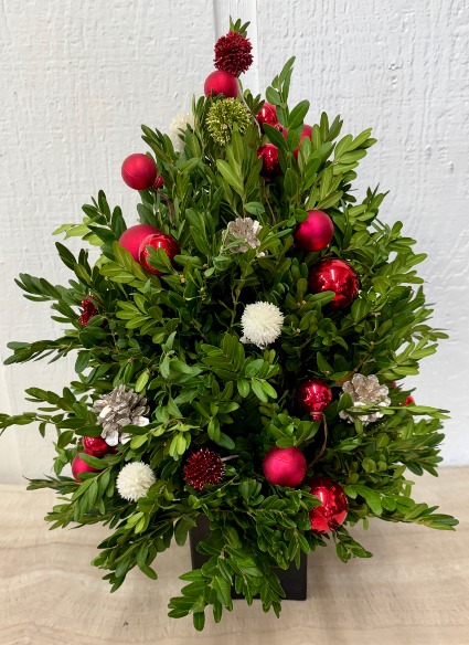 O Christmas Tree Cut Boxwood Tree